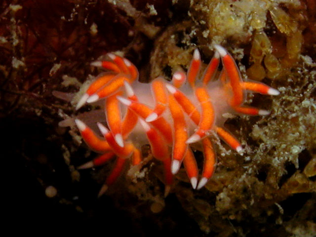 Flabellina poenicia